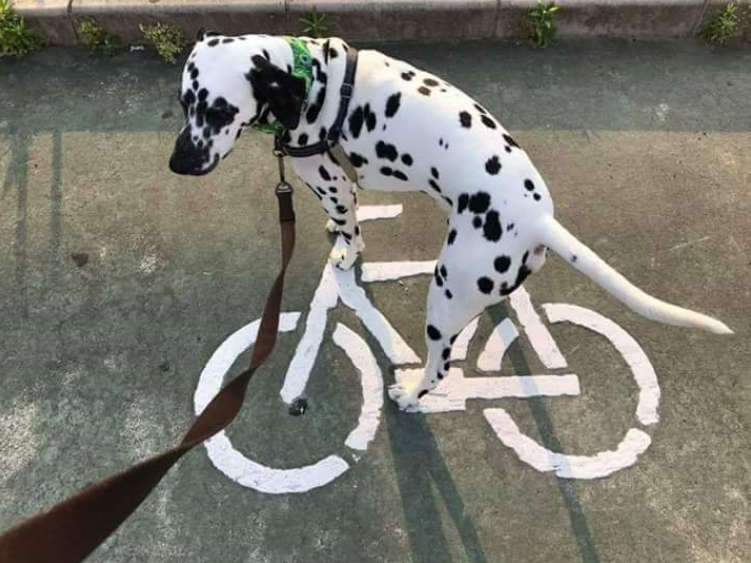 hund.jpg