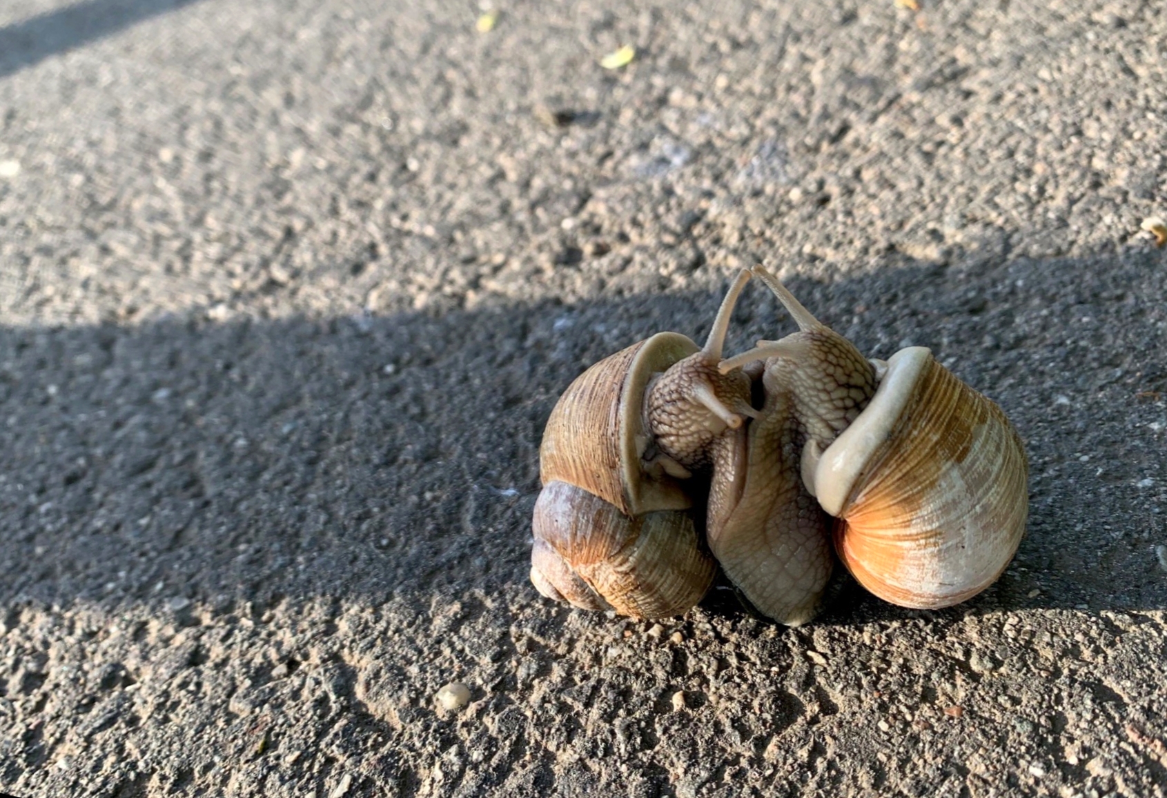 snails_2.jpg