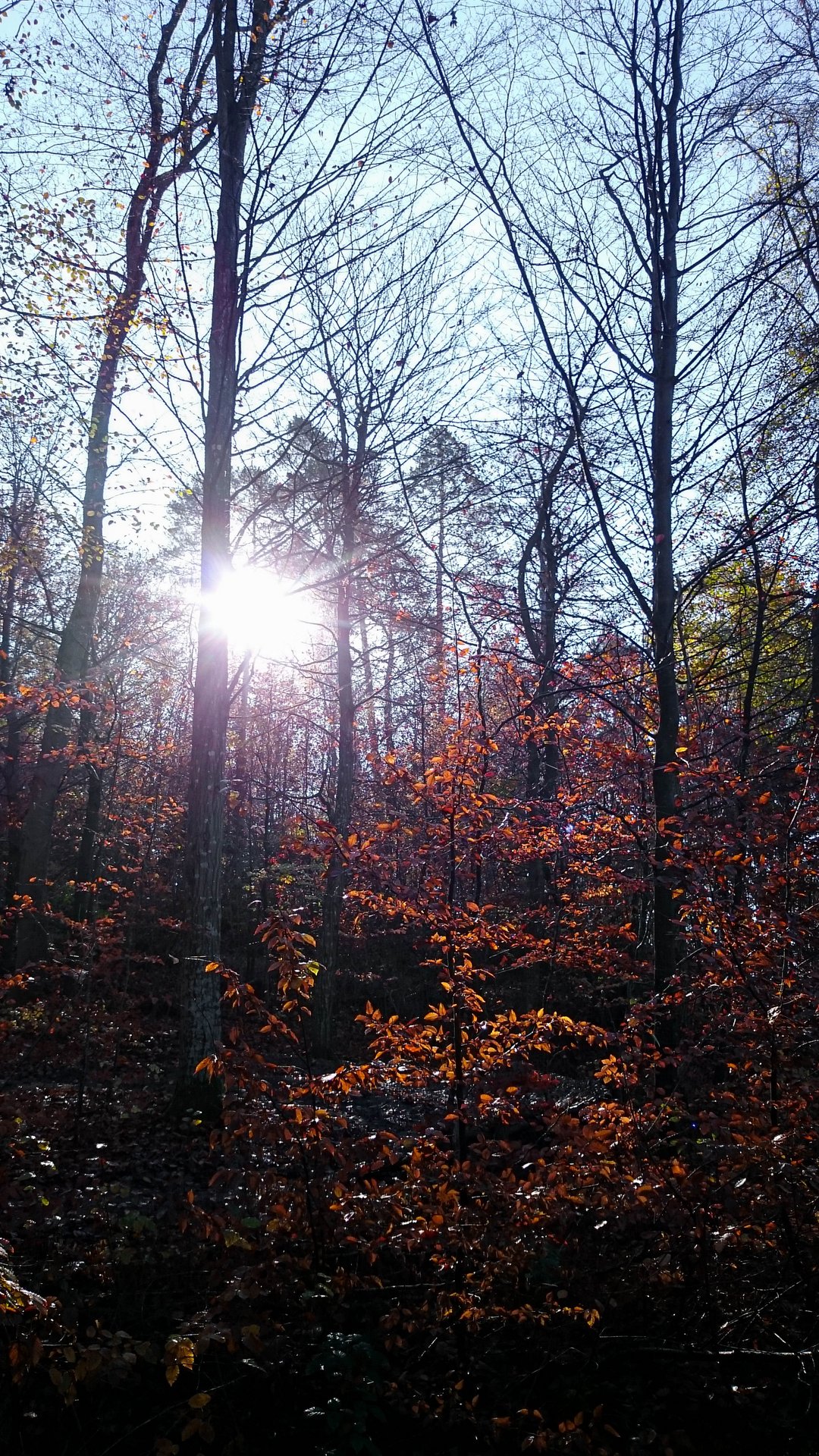 IMG-20201112-115247.jpg