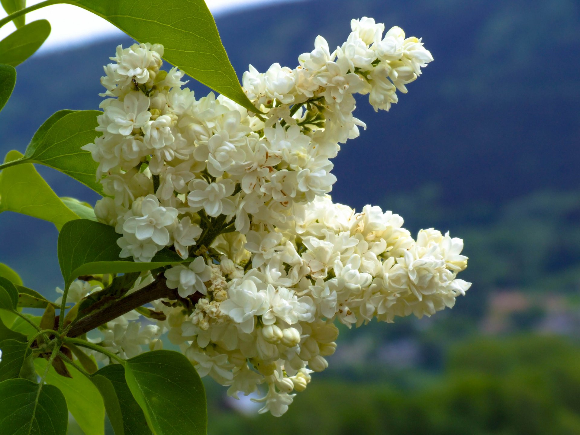 DSCF1155.jpg
