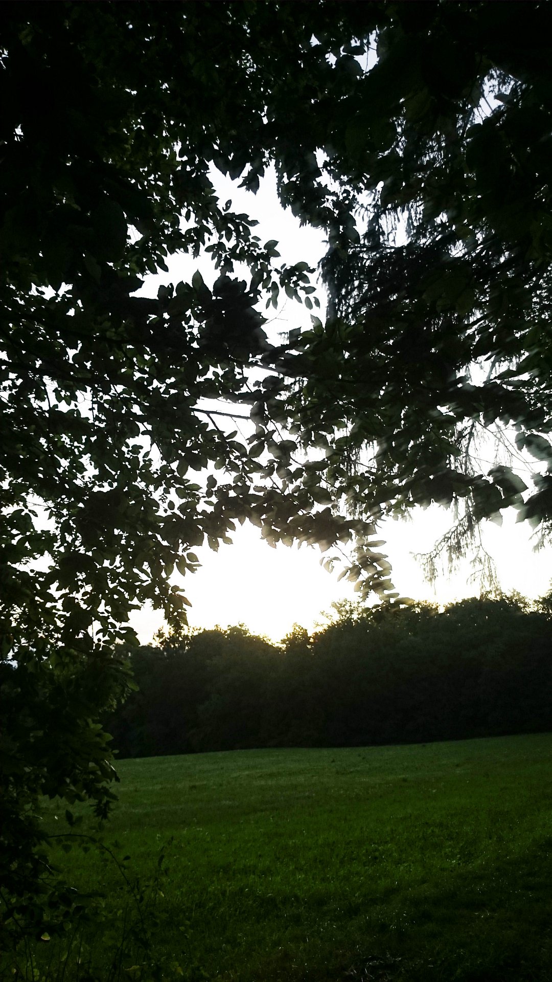 IMG-20230721-060643.jpg