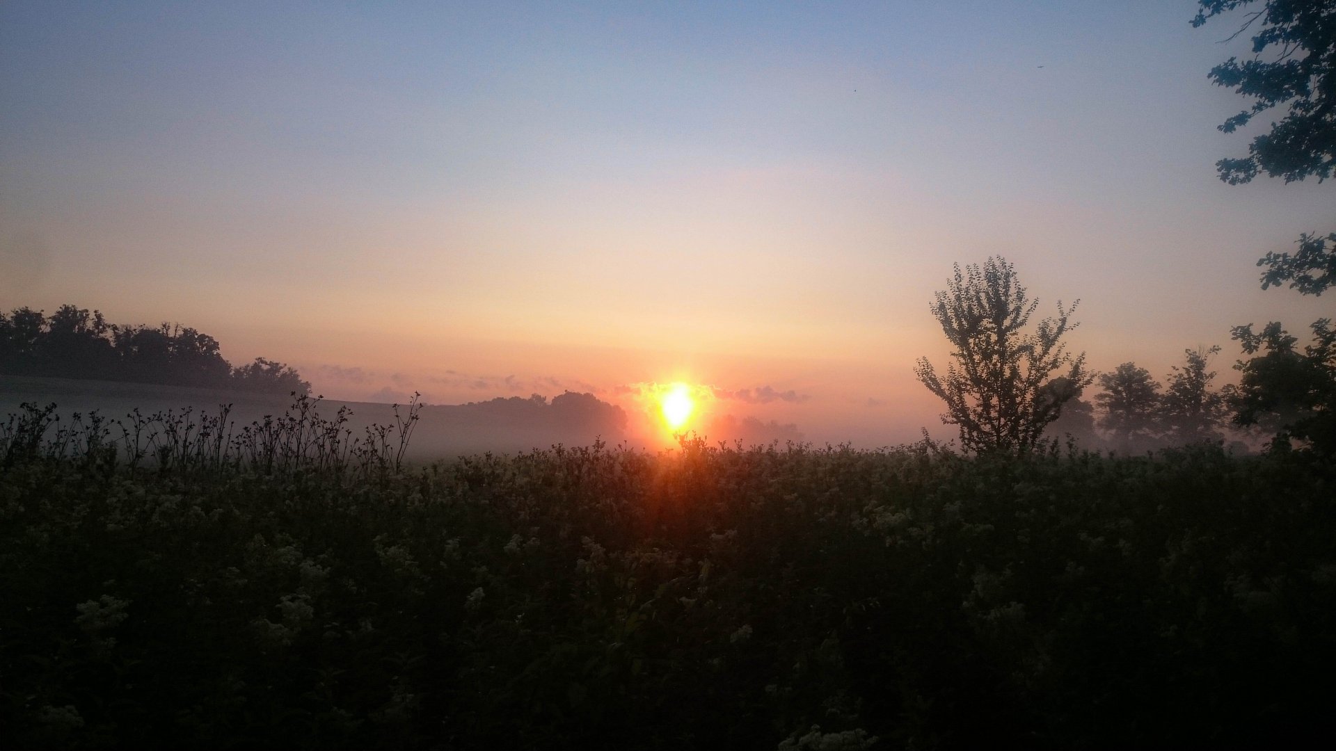 IMG-20210723-061526.jpg