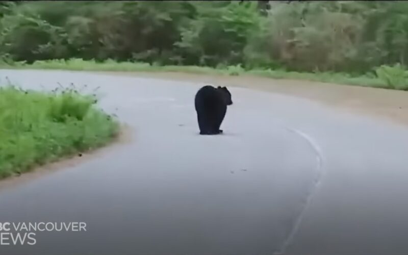 Fahrradunfall mit Schwarzbär: Video von kuriosem Wildunfall in Kanada